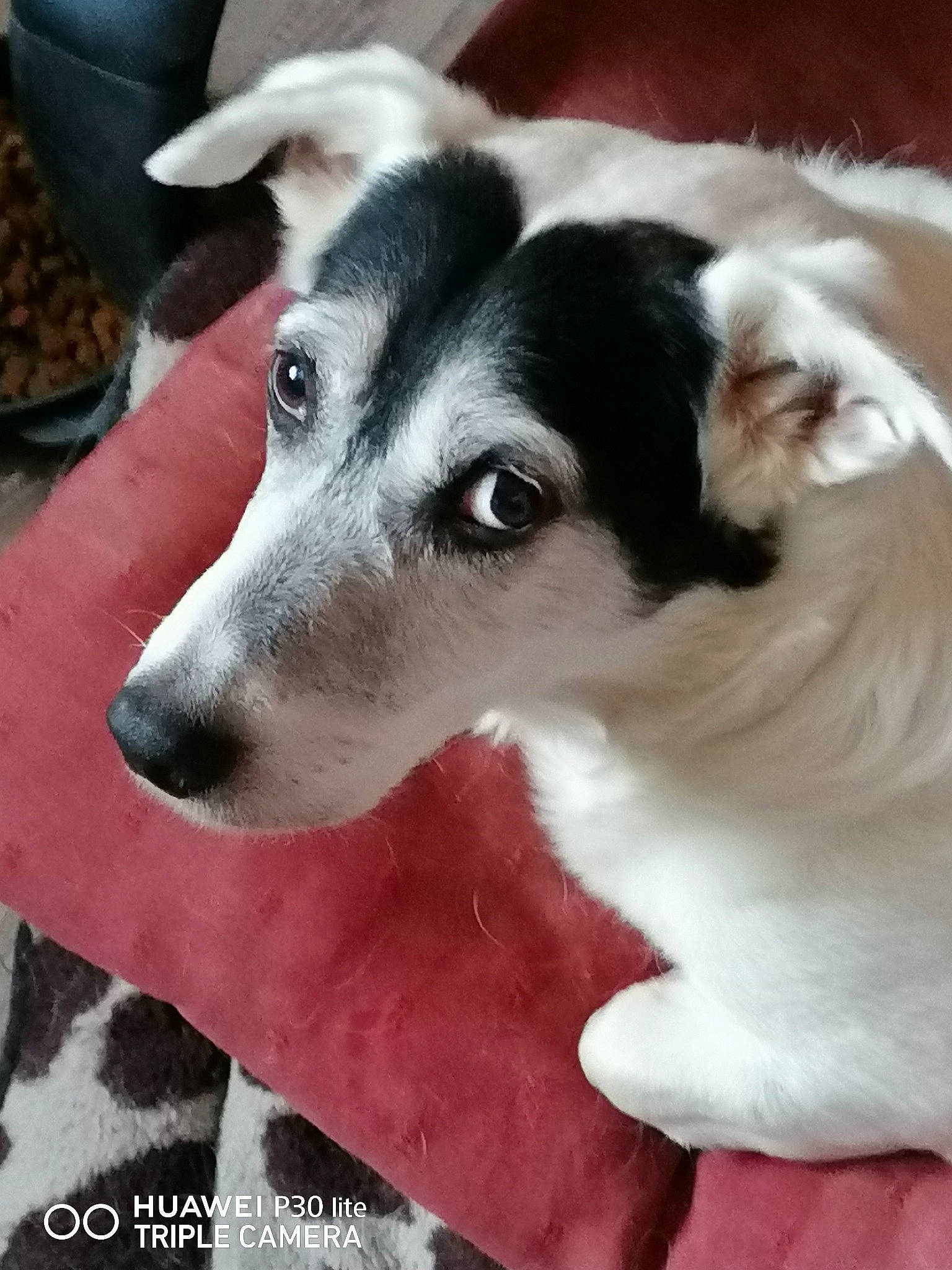 Jack participe au concours pour gagner de l'argent avec cette photo : ancient_dog_breeds, canidae, carnivore, collar, companion_dog, dog, dog_breed, fur, non_sporting_group, snout, sporting_group, whiskers, working_animal, working_dog