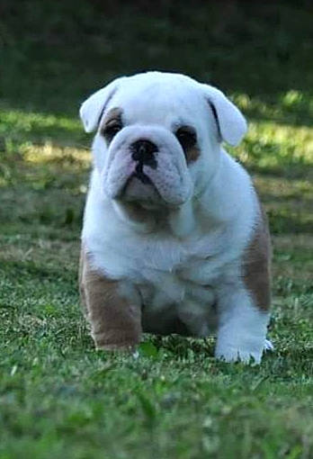 Raven a rejoint le concours — aidez-le/la à gagner de superbes lots ! american_bulldog, australian_bulldog, british_bulldogs, bulldog, canidae, carnivore, companion_dog, dog, dog_breed, dorset_olde_tyme_bulldogge, grass, mammal, non_sporting_group, old_english_bulldog, puppy, renascence_bulldogge, snout, toy_bulldog, vertebrate, white_english_bulldog