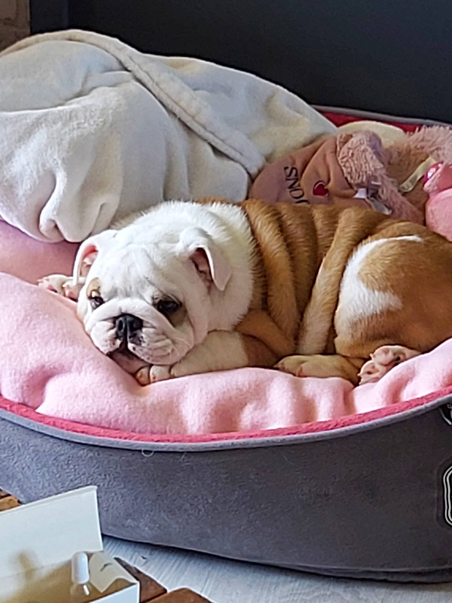 Raven participe au concours pour gagner de l'argent avec cette photo : american_bulldog, australian_bulldog, british_bulldogs, bulldog, canidae, carnivore, companion_dog, dog, dog_breed, french_bulldog, linens, nap, non_sporting_group, old_english_bulldog, olde_english_bulldogge, pink, puppy, puppy_love, toy_bulldog, white_english_bulldog