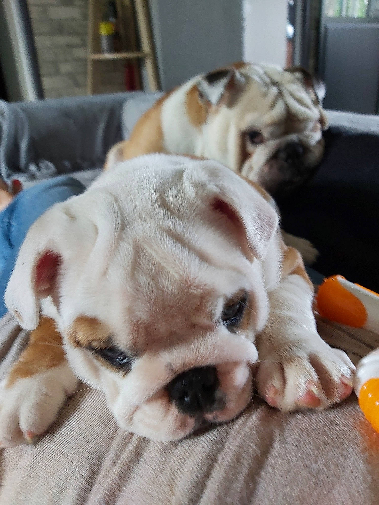 Raven participe au concours pour gagner de l'argent avec cette photo : australian_bulldog, british_bulldogs, bulldog, canidae, carnivore, companion_dog, dog, dog_breed, fawn, mammal, non_sporting_group, nose, old_english_bulldog, olde_english_bulldogge, puppy, skin, snout, toy_bulldog, vertebrate, white_english_bulldog