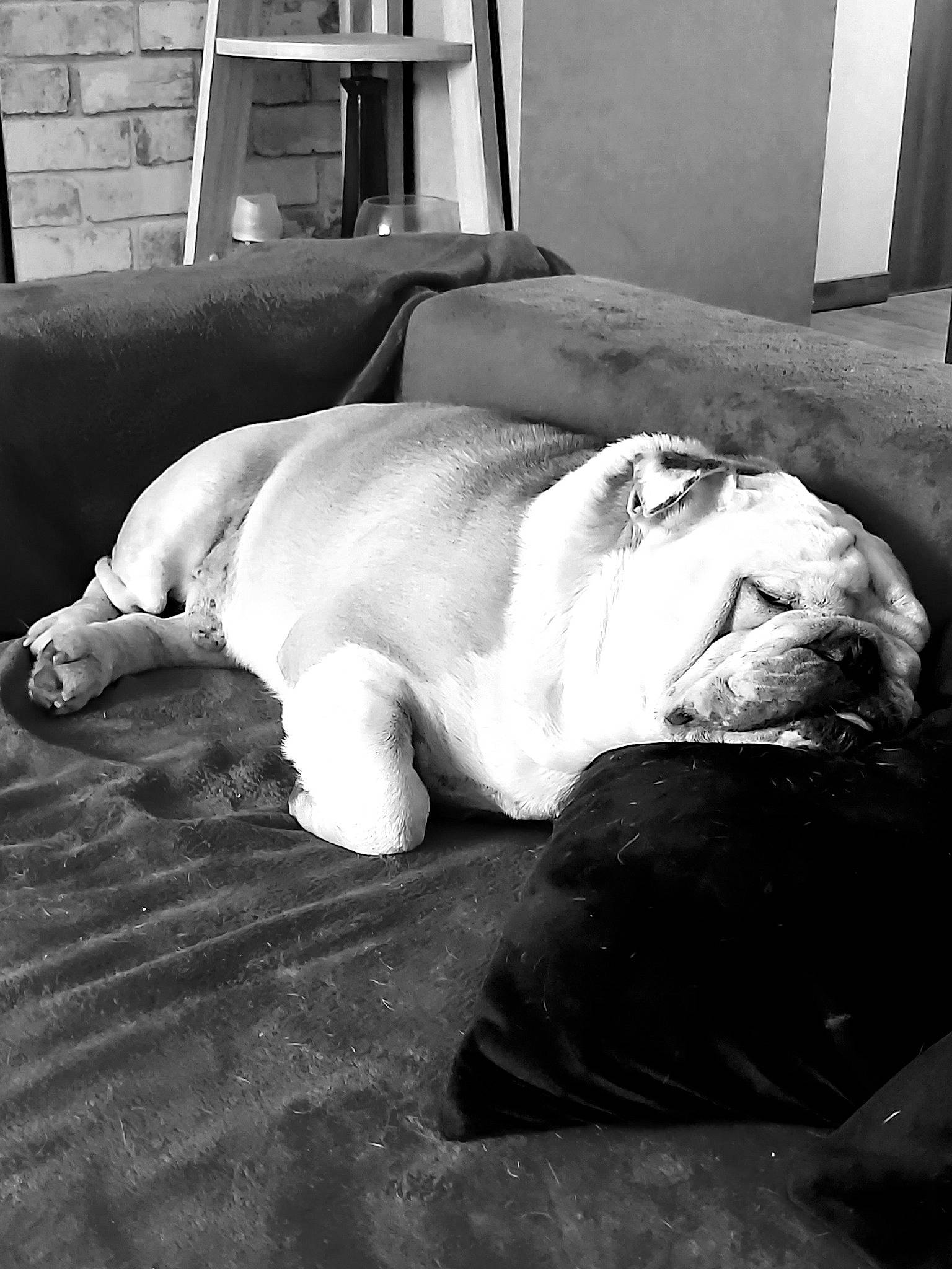 Iron a rejoint le concours — aidez-le/la à gagner de superbes lots ! black_and_white, canidae, carnivore, dog, dog_breed, leg, nap, non_sporting_group, sleep, snout, sporting_group