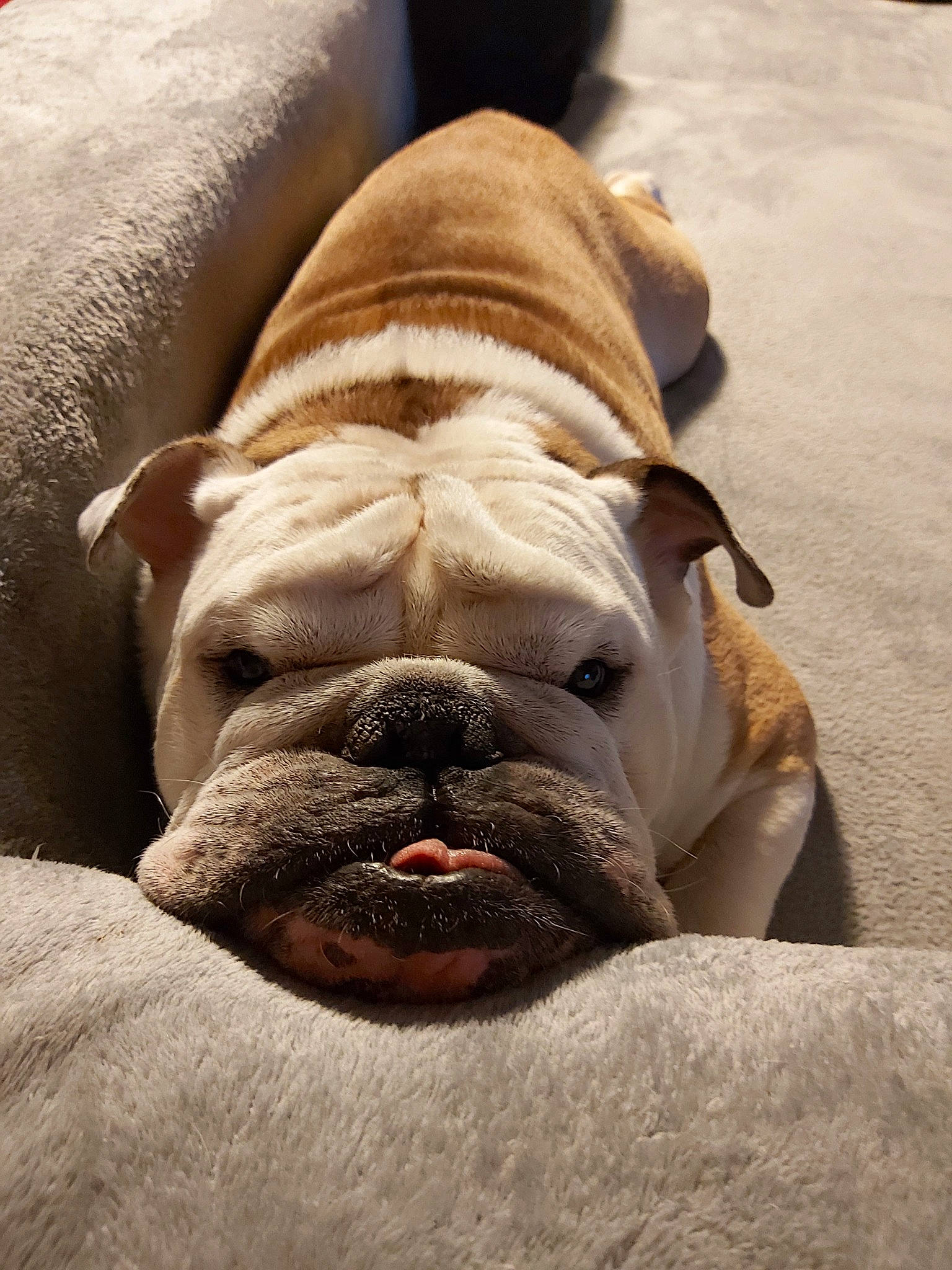 Iron a rejoint le concours — aidez-le/la à gagner de superbes lots ! american_bulldog, british_bulldogs, bulldog, canidae, carnivore, companion_dog, dog, dog_breed, fawn, mammal, nap, non_sporting_group, old_english_bulldog, olde_english_bulldogge, skin, snout, toy_bulldog, vertebrate, white_english_bulldog, wrinkle