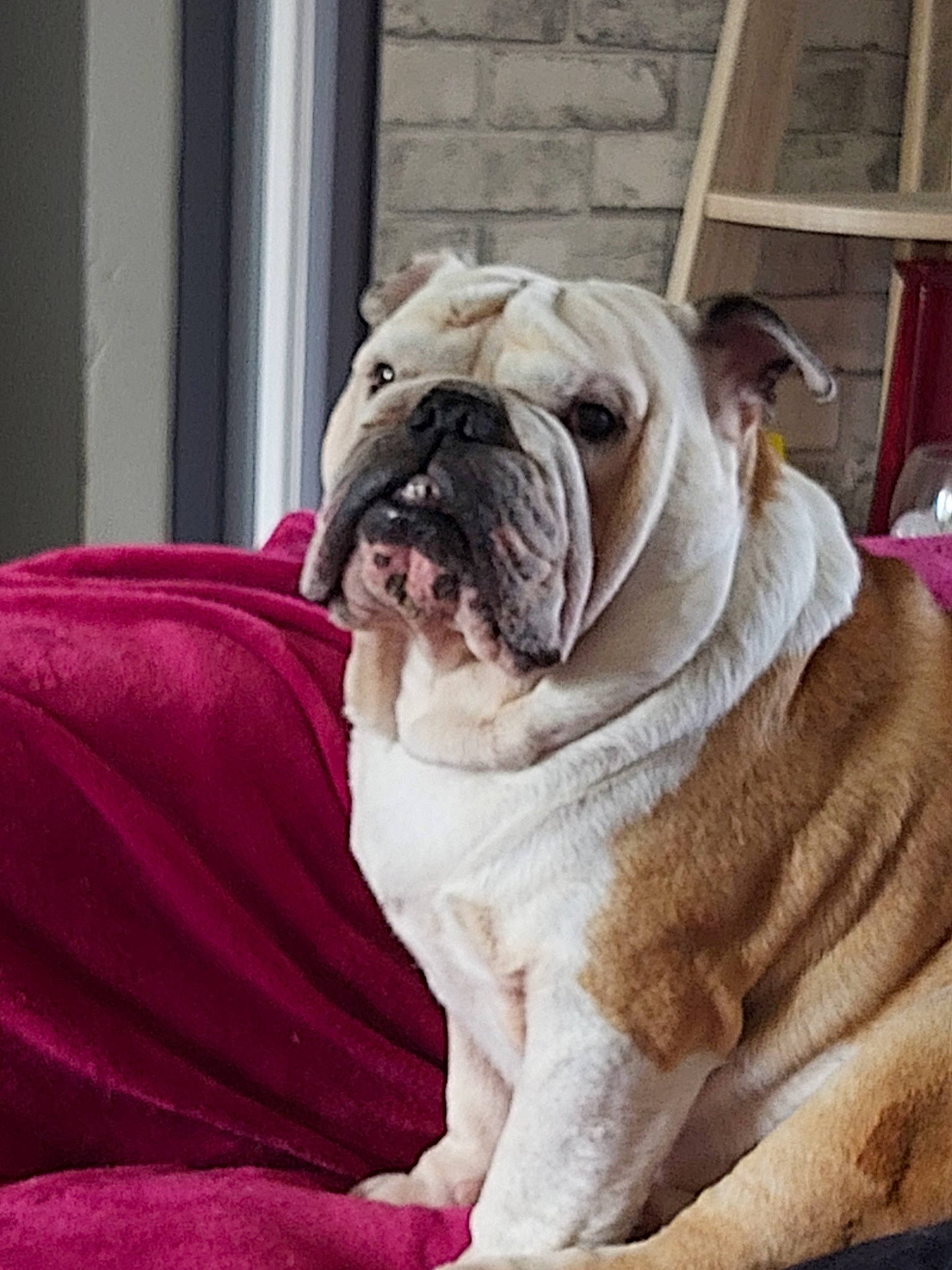 Iron a rejoint le concours — aidez-le/la à gagner de superbes lots ! american_bulldog, australian_bulldog, british_bulldogs, bulldog, canidae, carnivore, companion_dog, dog, dog_breed, mammal, non_sporting_group, old_english_bulldog, olde_english_bulldogge, pink, skin, snout, toy_bulldog, vertebrate, white_english_bulldog, wrinkle