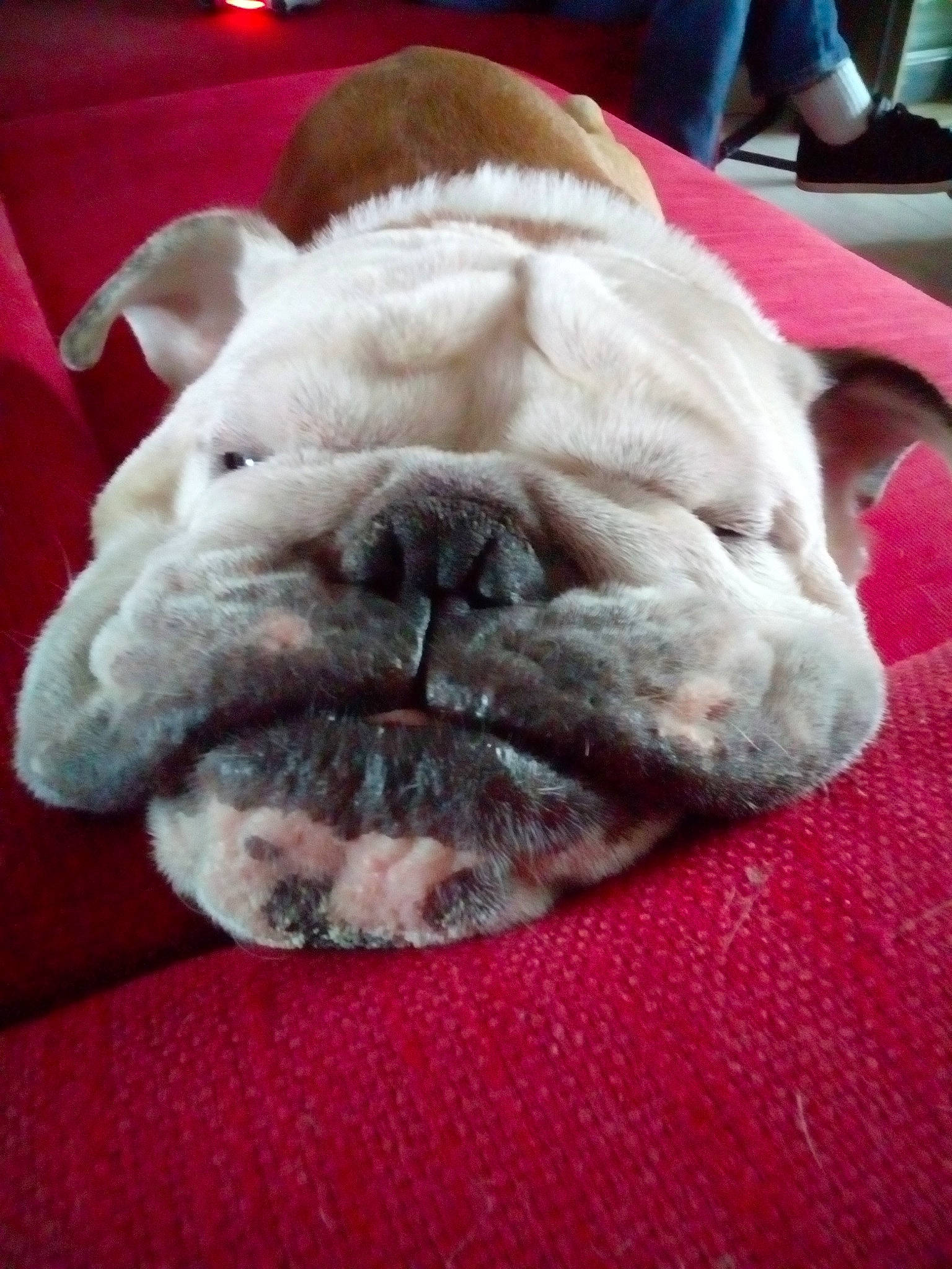 Iron a rejoint le concours — aidez-le/la à gagner de superbes lots ! british_bulldogs, bulldog, canidae, carnivore, companion_dog, dog, dog_breed, fawn, french_bulldog, non_sporting_group, old_english_bulldog, olde_english_bulldogge, puppy, shar_pei, snout, toy_bulldog, wrinkle