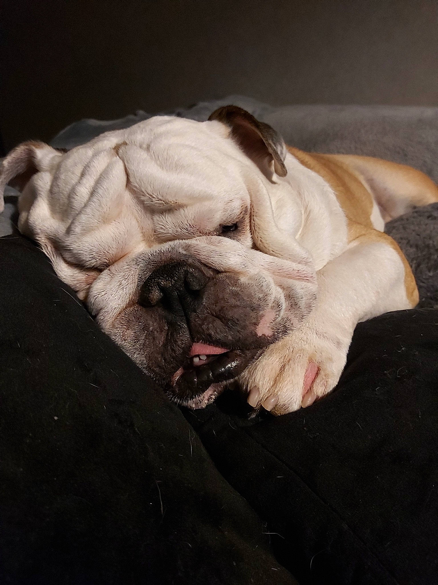 Iron participe au concours pour gagner de l'argent avec cette photo : australian_bulldog, british_bulldogs, bulldog, canidae, carnivore, companion_dog, dog, dog_breed, fawn, mammal, nap, non_sporting_group, old_english_bulldog, olde_english_bulldogge, renascence_bulldogge, skin, snout, toy_bulldog, white_english_bulldog, wrinkle
