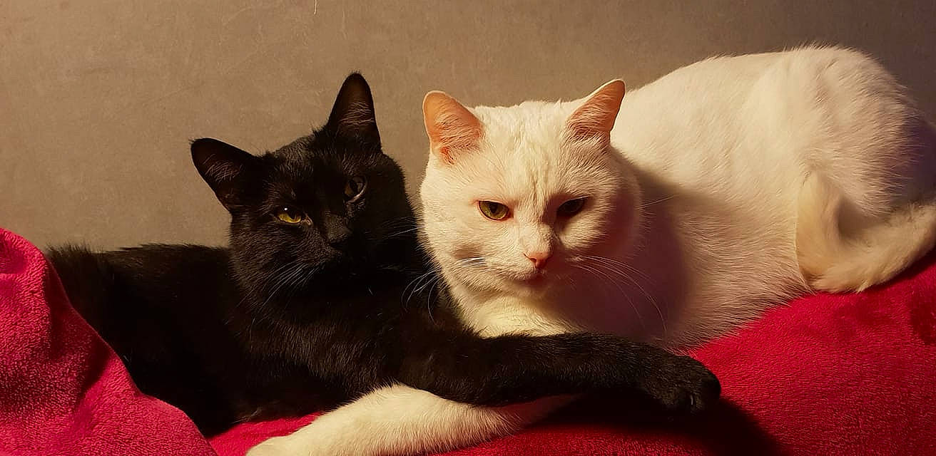 Inox participe au concours pour gagner de l'argent avec cette photo : american_wirehair, asian, burmese, carnivore, cat, claw, colorpoint_shorthair, domestic_short_haired_cat, eye, felidae, german_rex, javanese, khao_manee, kitten, mammal, polydactyl_cat, small_to_medium_sized_cats, snout, vertebrate, whiskers