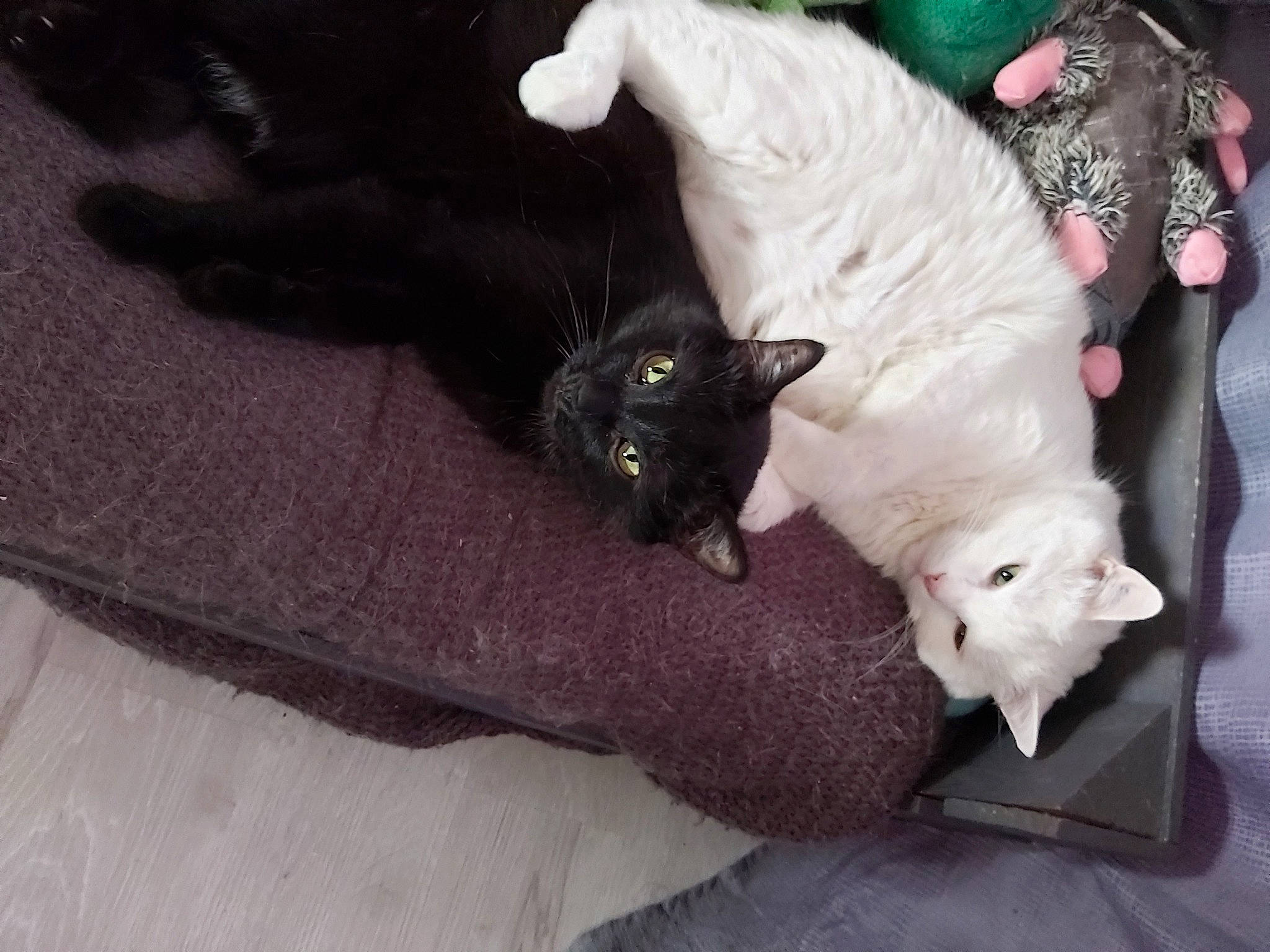 Inox a rejoint le concours — aidez-le/la à gagner de superbes lots ! black_cat, carnivore, cat, domestic_short_haired_cat, felidae, fur, kitten, small_to_medium_sized_cats, tail, turkish_angora, whiskers