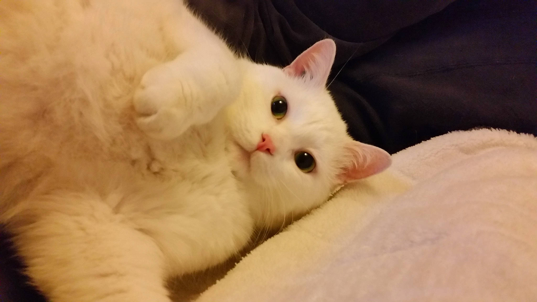 Inox participe au concours pour gagner de l'argent avec cette photo : british_semi_longhair, carnivore, cat, eye, fawn, felidae, fur, khao_manee, kitten, mammal, napoleon_cat, nose, persian, ragdoll, skin, small_to_medium_sized_cats, turkish_angora, turkish_van, vertebrate, whiskers