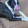 dog, black_and_white, lying_down, tongue_out, chew_bone, carpet, indoor, pet, animal, paw, playful, cute, canine, fur, expression, resting, domestic, mammal, companion, texture