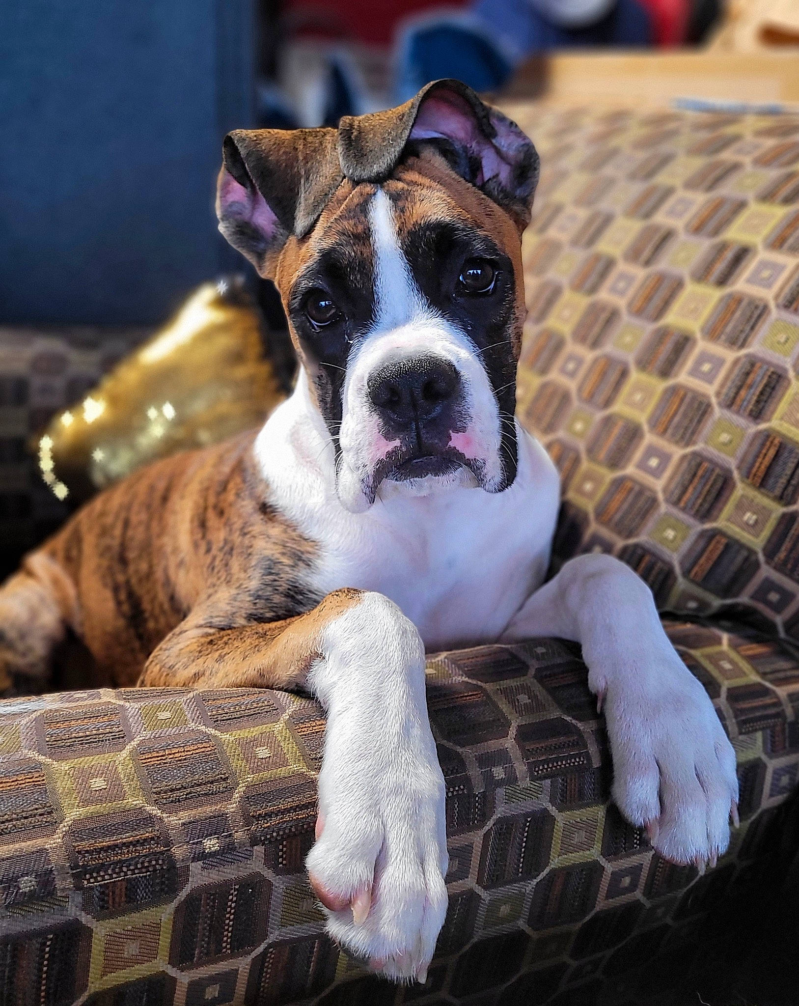 Zues is registered to the contest to win money with this photo: canidae, carnivore, collar, comfort, companion_dog, dog, dog_breed, dog_collar, fawn, non_sporting_group, pattern, plaid, puppy, snout, sporting_group, tartan, whiskers, wood, working_animal, wrinkle