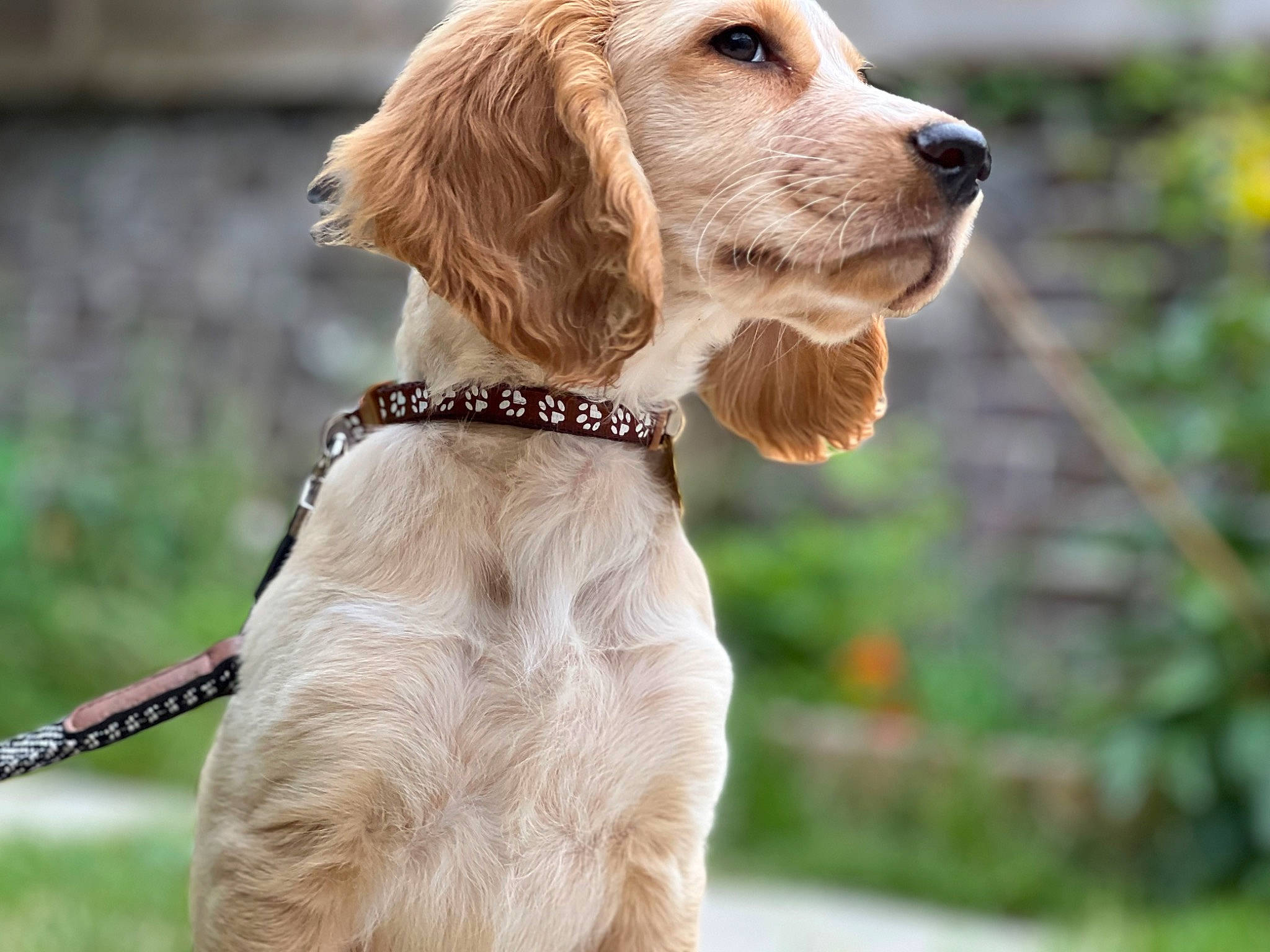 Bowie is registered to the contest to win money with this photo: balance, canidae, carnivore, collar, companion_dog, dog, dog_breed, dog_collar, dog_supply, fawn, fur, gun_dog, hunting_dog, leash, liver, pet_supply, snout, sporting_group, whiskers, working_animal