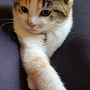 Calie participe au concours pour gagner de l'argent avec cette photo : animal, cat, close_up, curious, cute, ears, face, fur, indoor, kitten, mammal, nose, paw, pet, relaxed, soft, tabby, whiskers, white_fur, young