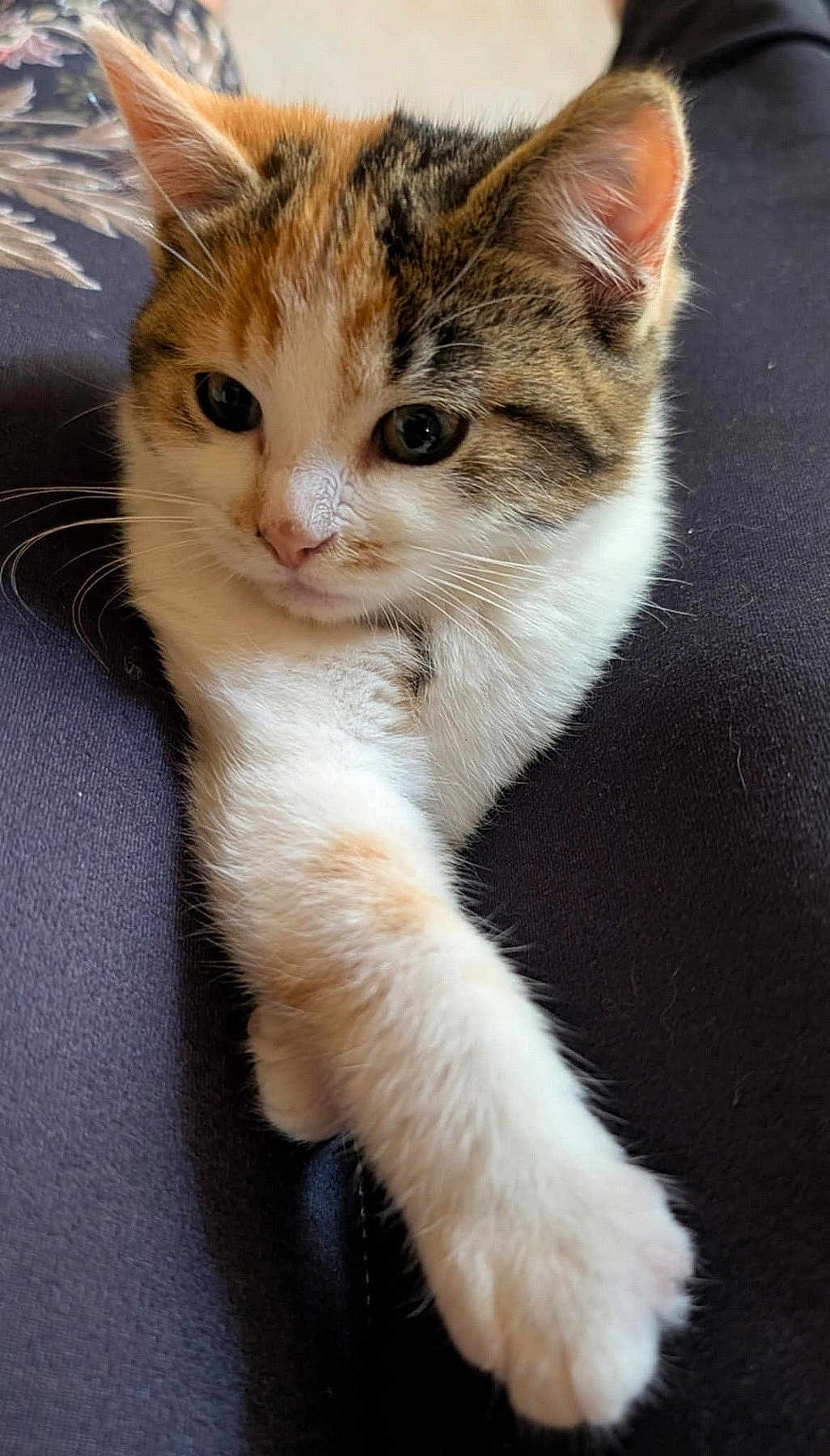 Calie participe au concours pour gagner de l'argent avec cette photo : animal, cat, close_up, curious, cute, ears, face, fur, indoor, kitten, mammal, nose, paw, pet, relaxed, soft, tabby, whiskers, white_fur, young