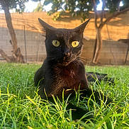Luna joined the competition — help win amazing prizes! black_cat, cat, grass, backyard, fence, tree, sunlight, green, yellow_eyes, whiskers, portrait, pet, animal, outdoor, bokeh, shadow, sitting, close_up, nature, lawn