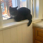 Wakanda is registered to the contest to win money with this photo: animal, black_cat, blurred, brick_building, cabinet, cat, collar, cozy, daylight, furniture, home_interior, indoor, pane, pet, relaxed, sunlight, tail, window, windowsill, wood_paneling