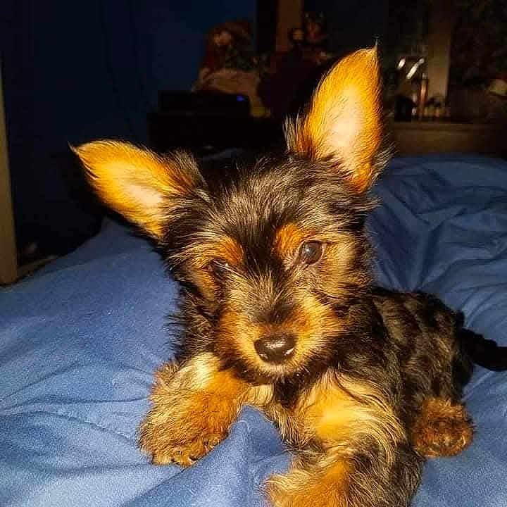 Penny joined the competition — help win amazing prizes! adorable, animal, bed, black, blanket, brown, canine, closeup, cute, dog, domestic, ears, face, fur, indoor, lying, pet, puppy, small, young