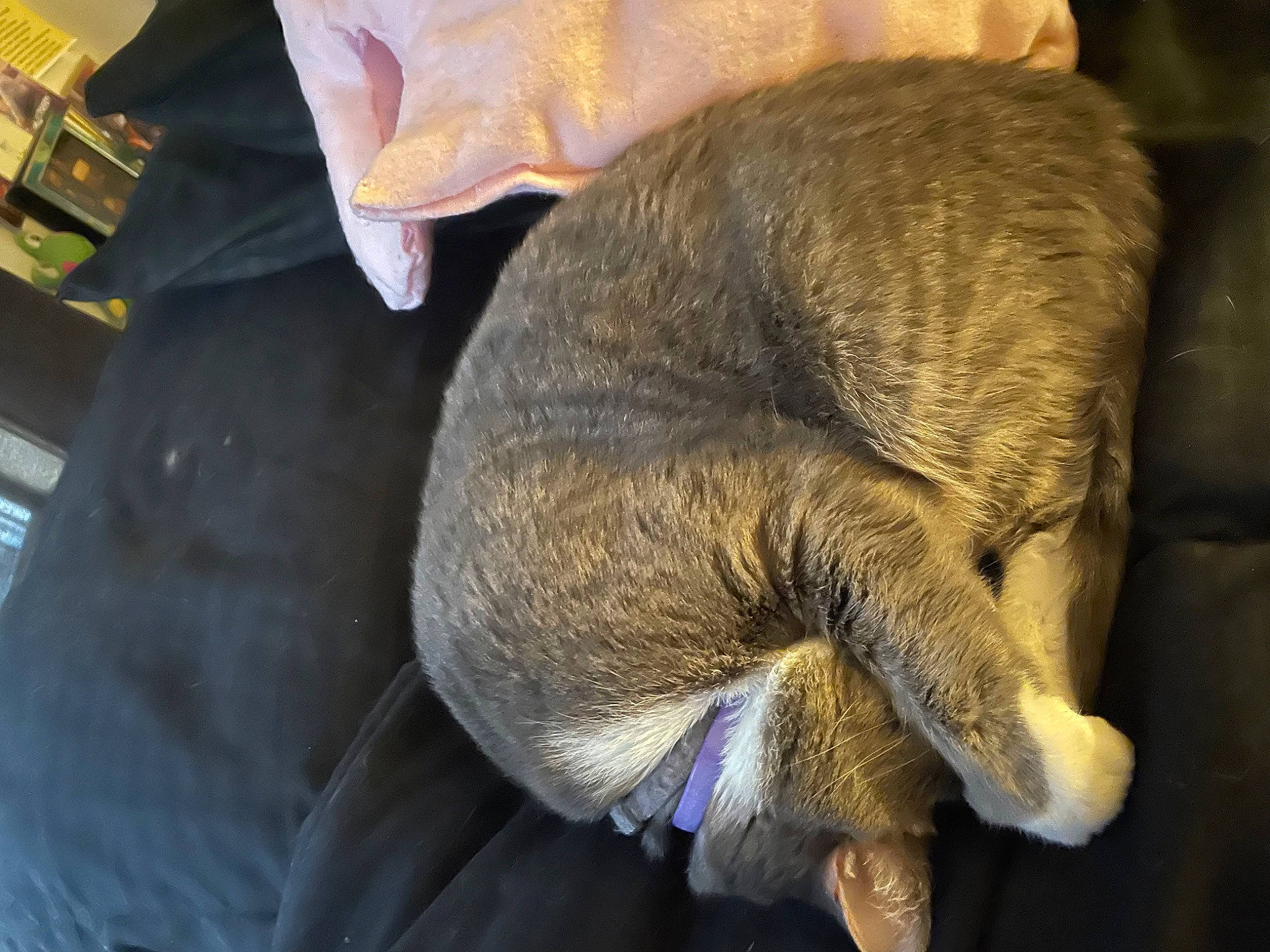 Pebbles joined the competition — help win amazing prizes! canidae, carnivore, cat, claw, comfort, dog_breed, domestic_short_haired_cat, fawn, felidae, fur, nap, sleep, small_to_medium_sized_cats, snout, sporting_group, tail, terrestrial_animal, whiskers, wrinkle