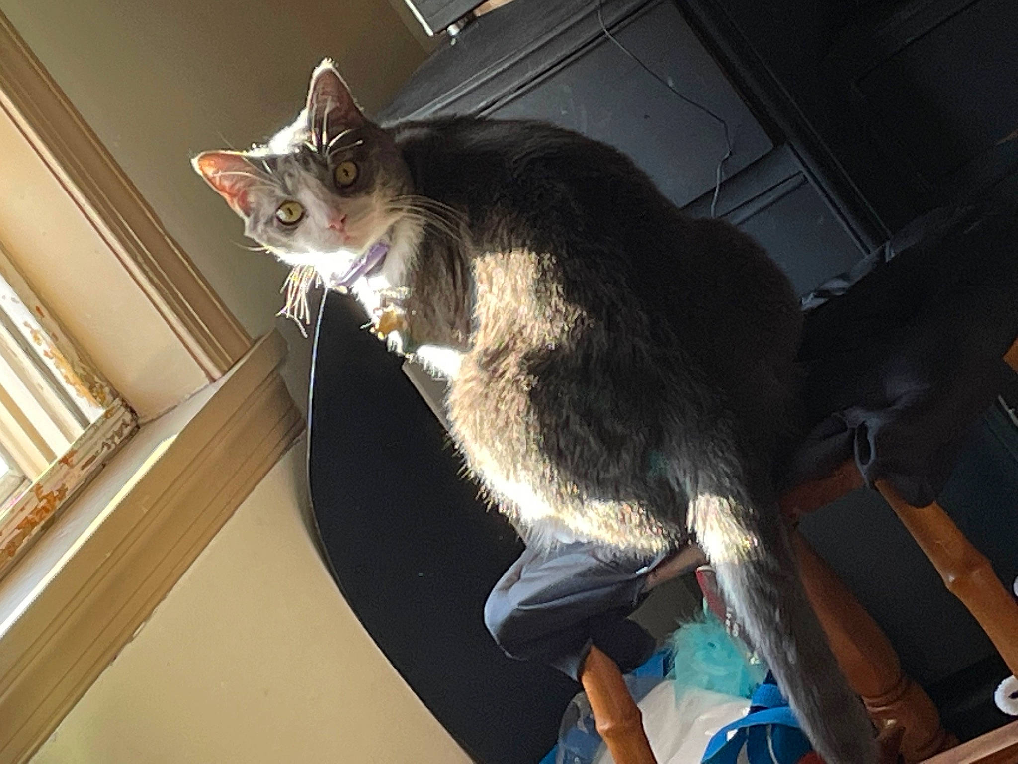 Pebbles joined the competition — help win amazing prizes! carnivore, cat, comfort, domestic_short_haired_cat, felidae, fur, small_to_medium_sized_cats, snout, tail, whiskers, window, wood