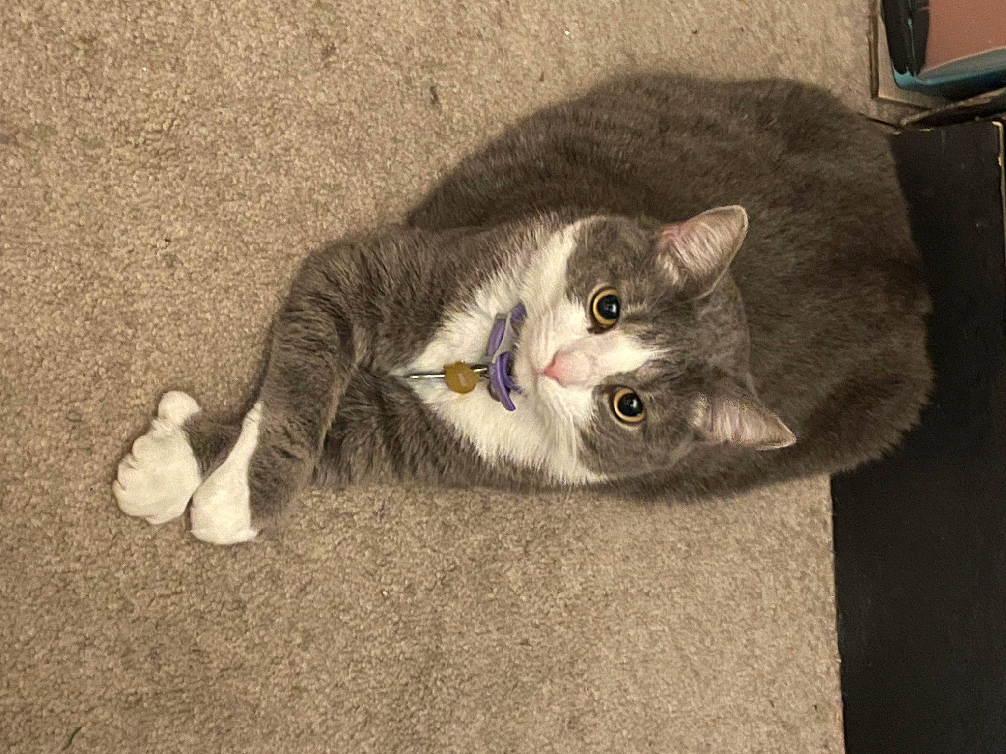 Pebbles is registered to the contest to win money with this photo: carnivore, cat, cat_toy, claw, comfort, domestic_short_haired_cat, eye, fawn, felidae, flooring, foot, fur, grey, paw, road_surface, sitting, small_to_medium_sized_cats, snout, tail, whiskers