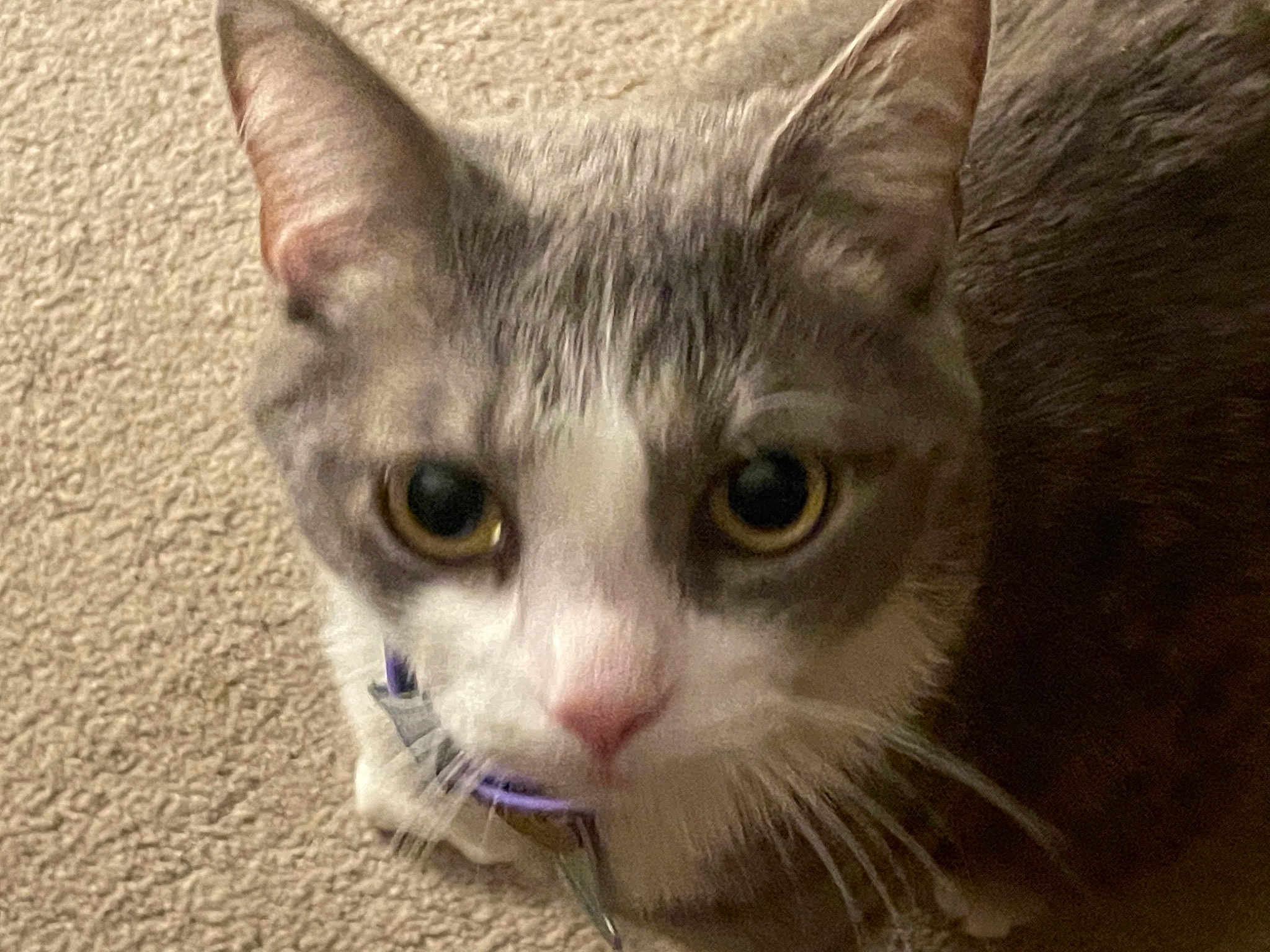 Pebbles