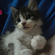 Cat Benatar joined the competition — help win amazing prizes! blue_blanket, cat, close_up, cozy, cute, eyes, face, fluffy, front_paws, fur, indoor, kitten, lying_down, nose, paws, pet, portrait, relaxed, whiskers, young