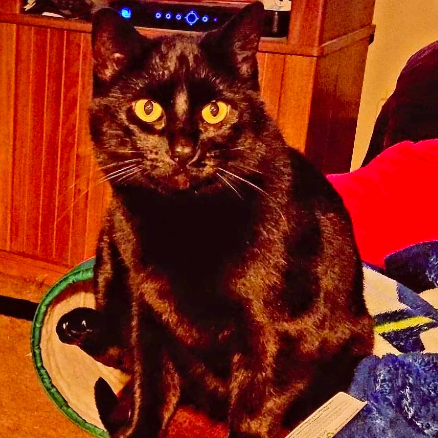Ozzy Ozcat
