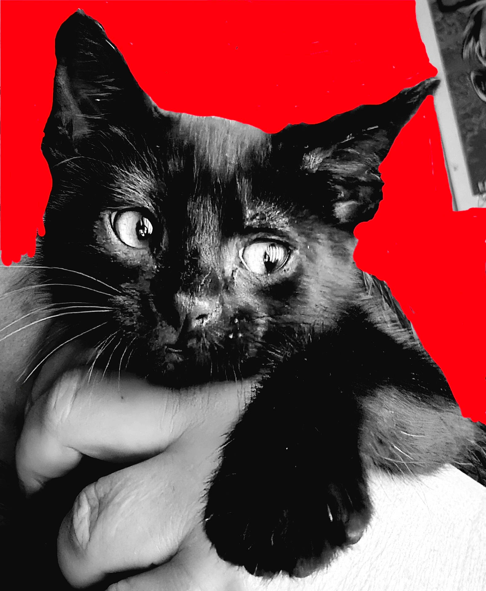 Lucy Goosey joined the competition — help win amazing prizes! animal, blackcat, cat, kitten, manx, pet, siamese