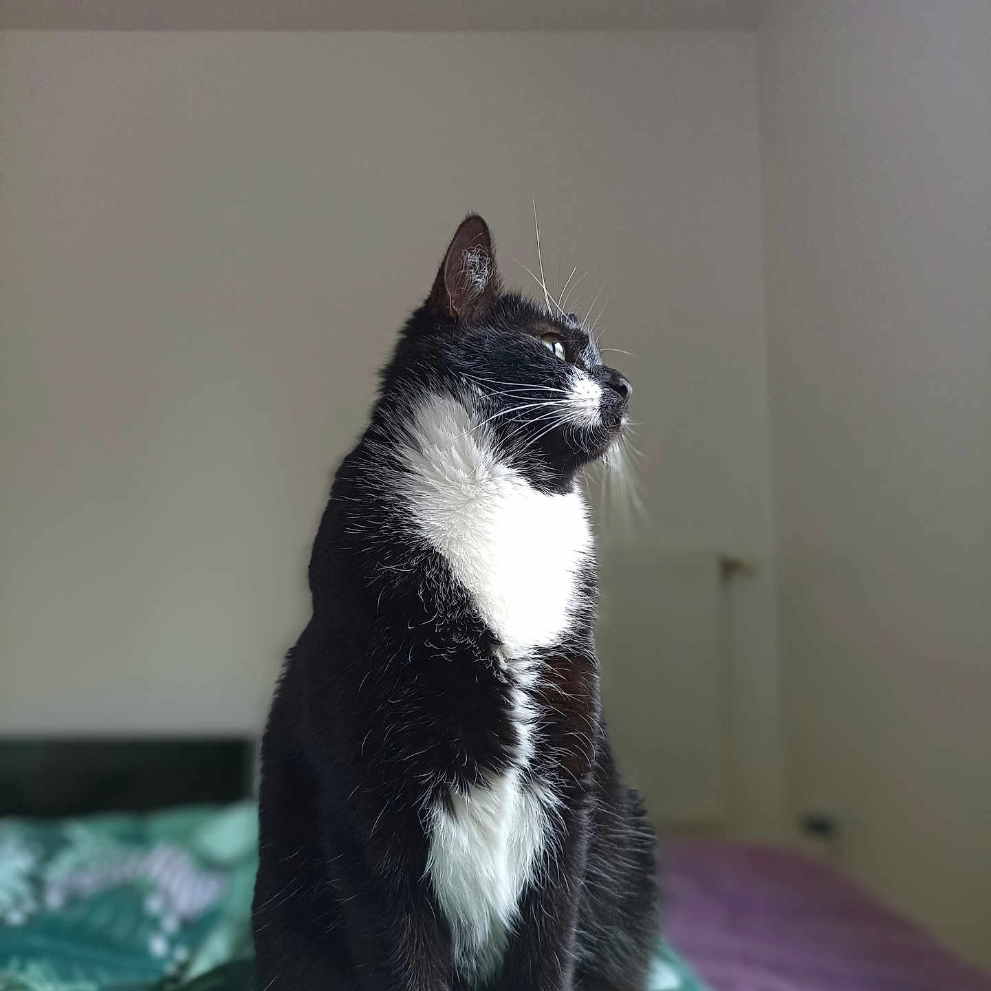 Titi participe au concours pour gagner de l'argent avec cette photo : bed, bedding, black_and_white, cat, cozy, domestic_animal, feline, fur, green, indoor, looking_away, natural_light, pet, portrait, purple, quiet, side_view, sitting, tuxedo_cat, whiskers