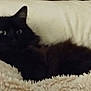 animal, black_cat, blanket, cat, closeup, comfort, cozy, cute, domestic_cat, ears, feline, fluffy, fur, indoor, pet, relaxed, resting, sleepy, soft, whiskers