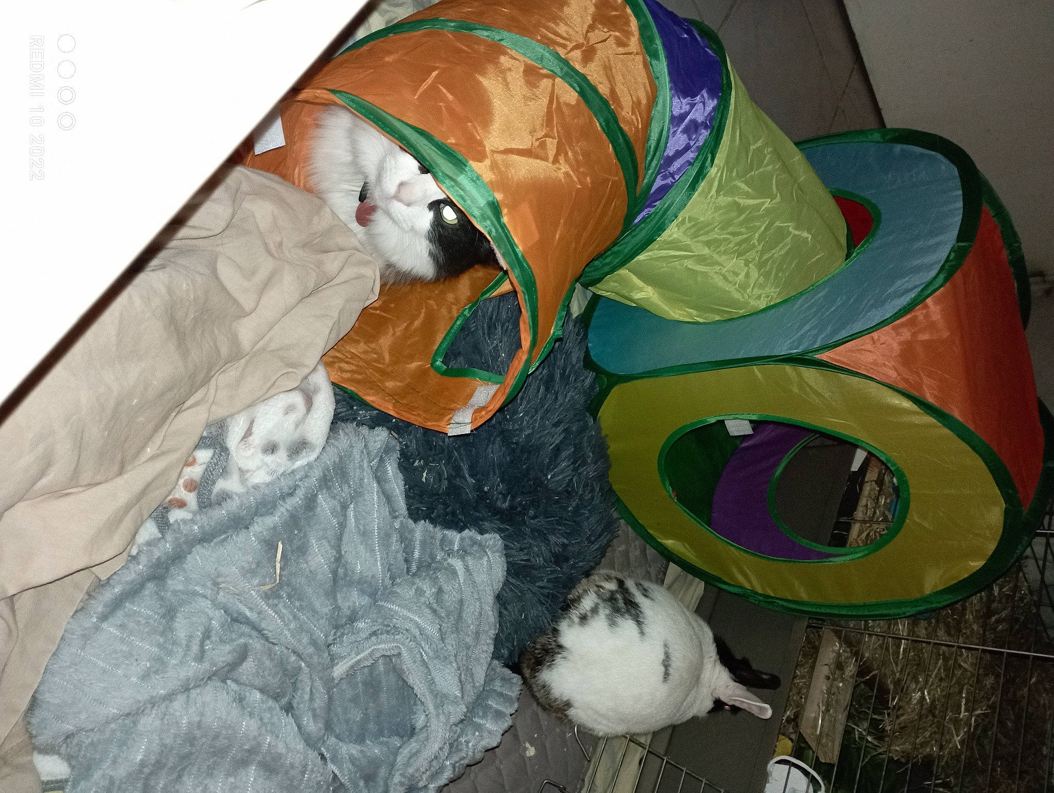 Amye participe au concours pour gagner de l'argent avec cette photo : art, bag, carnivore, cat, comfort, fawn, felidae, flooring, fur, linens, pattern, plastic_bag, small_to_medium_sized_cats, sporting_group, tail, visual_arts, wood