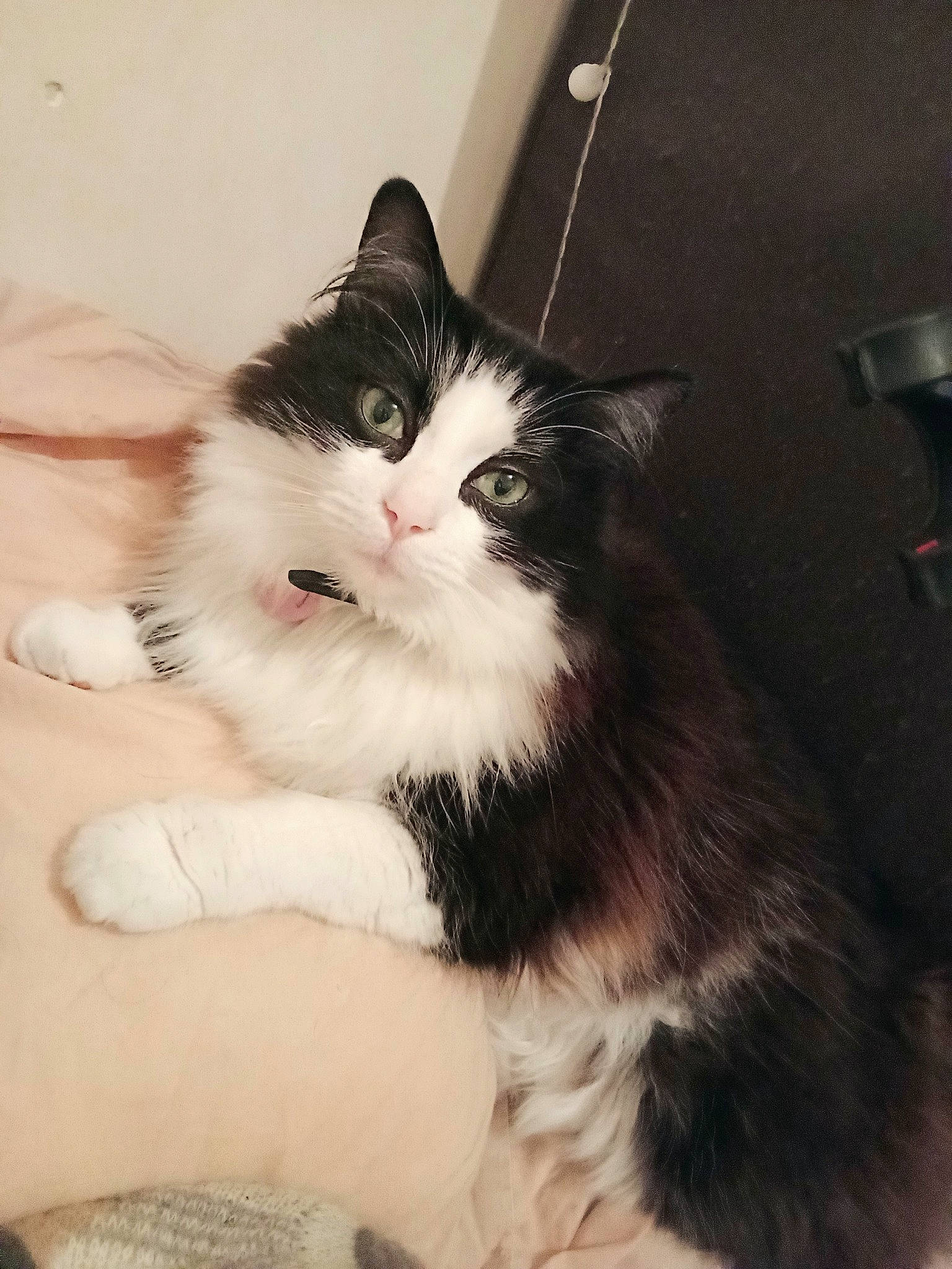 Amye a rejoint le concours — aidez-le/la à gagner de superbes lots ! carnivore, cat, claw, comfort, domestic_short_haired_cat, eye, felidae, fur, paw, sitting, small_to_medium_sized_cats, snout, tail, whiskers, window