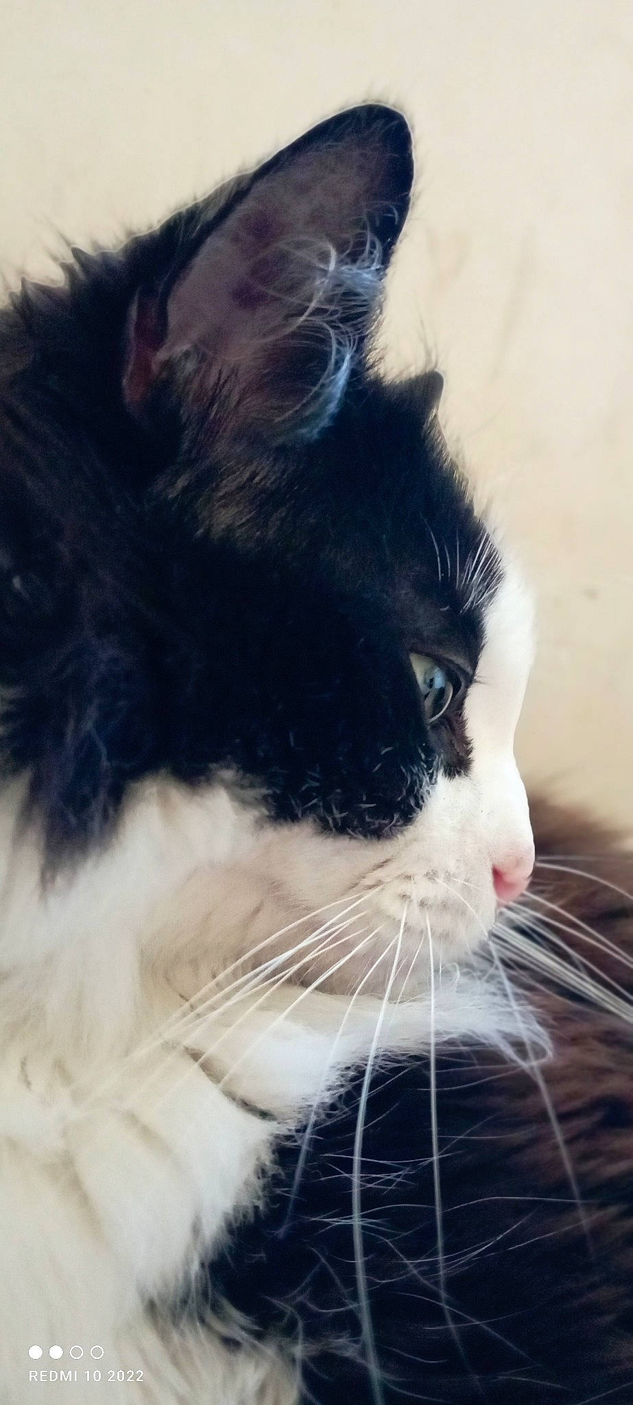 Amye participe au concours pour gagner de l'argent avec cette photo : carnivore, cat, domestic_short_haired_cat, felidae, fur, grass, iris, small_to_medium_sized_cats, snout, tail, whiskers, window