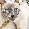 cat, siamese_cat, blue_eyes, pet, animal, close_up, portrait, furry, whiskers, ears, face, staring, indoors, blanket, cozy, cream_fur, brown_points, blue, relaxed, photography