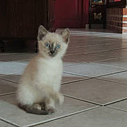 Naya participe au concours pour gagner de l'argent avec cette photo : kitten, cat, indoor, floor, tile, blue_eyes, curious, small, animal, pet, feline, young, domestic, cute, sitting, fur, whiskers, ears, tail, home