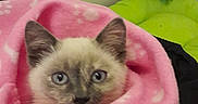 Naya participe au concours pour gagner de l'argent avec cette photo : animal, blanket, blue_eyes, cat, comfort, cozy, cute, domestic, face, feline, fur, indoors, kitten, pet, pink, resting, snug, soft, warm, young