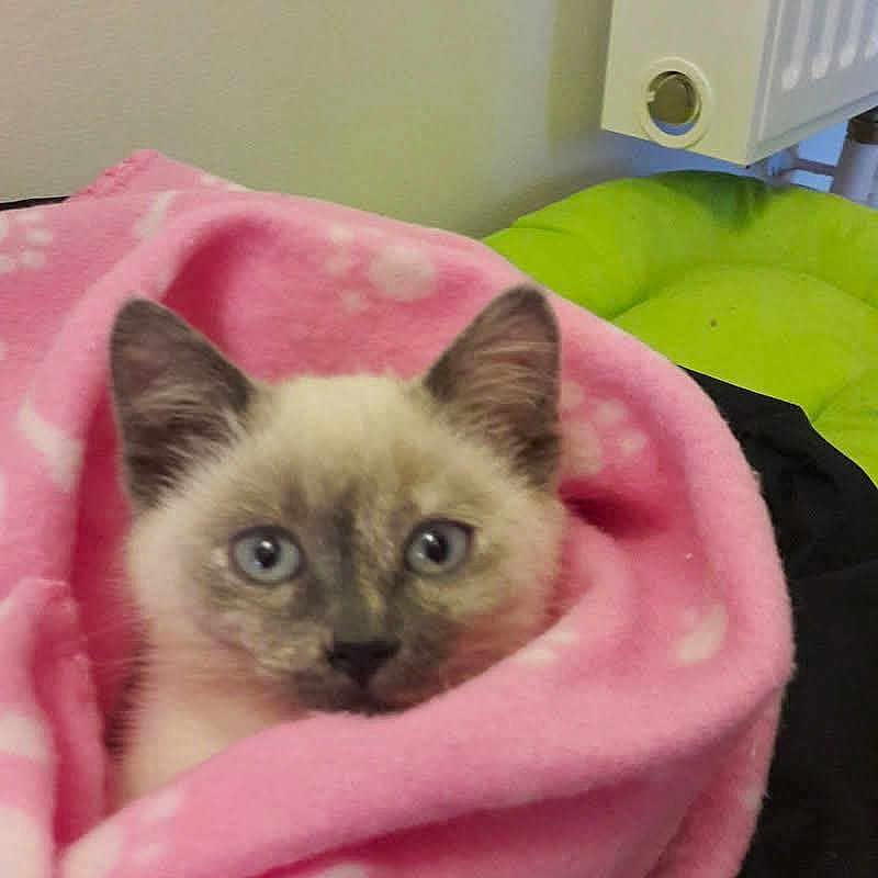 Naya participe au concours pour gagner de l'argent avec cette photo : animal, blanket, blue_eyes, cat, comfort, cozy, cute, domestic, face, feline, fur, indoors, kitten, pet, pink, resting, snug, soft, warm, young