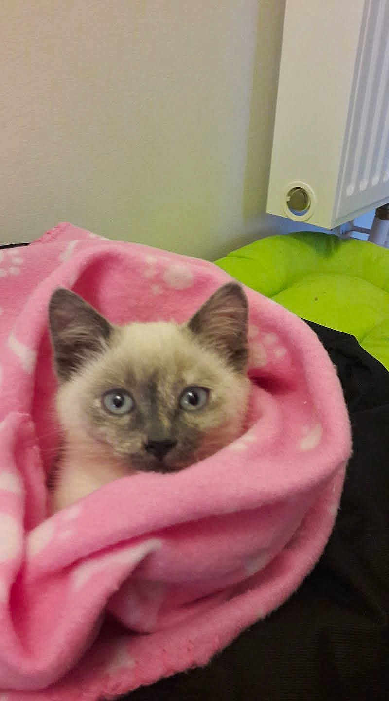Naya participe au concours pour gagner de l'argent avec cette photo : kitten, cat, blanket, pink, blue_eyes, fur, pet, cozy, indoors, cute, animal, face, snug, soft, warm, resting, feline, young, comfort, domestic