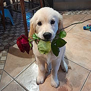 Vanille a rejoint le concours — aidez-le/la à gagner de superbes lots ! adorable, animal, brown_floor, canine, closeup, cute, dog, domestic, flower, golden_retriever, indoor, leaf, pet, plant, puppy, rose, sitting, tile_floor, wooden_chair, young