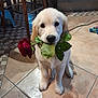 adorable, animal, brown_floor, canine, closeup, cute, dog, domestic, flower, golden_retriever, indoor, leaf, pet, plant, puppy, rose, sitting, tile_floor, wooden_chair, young