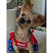 Lola is registered to the contest to win money with this photo: dog, small_dog, pet, couch, indoors, outfit, red, white, blue, stars, stripes, cute, head_tilt, fabric, furniture, living_room, phone_screen, timestamp, patriotic, animal