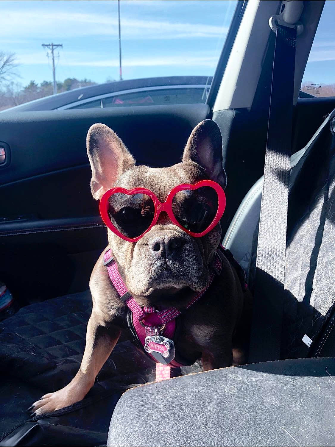 Pippa joined the competition — help win amazing prizes! boston_terrier, canidae, car, carnivore, companion_dog, cool, dog, dog_breed, eyewear, fawn, french_bulldog, glasses, non_sporting_group, personal_protective_equipment, pink, snout, sunglasses, vehicle, vision_care