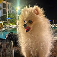 Leo is registered to the contest to win money with this photo: dog, pomeranian, fluffy, white_dog, table, glass, wine_glass, wooden_table, night, outdoor, pool, palm_tree, plant, light, animal, pet, tongue_out, cute, small_dog, leisure