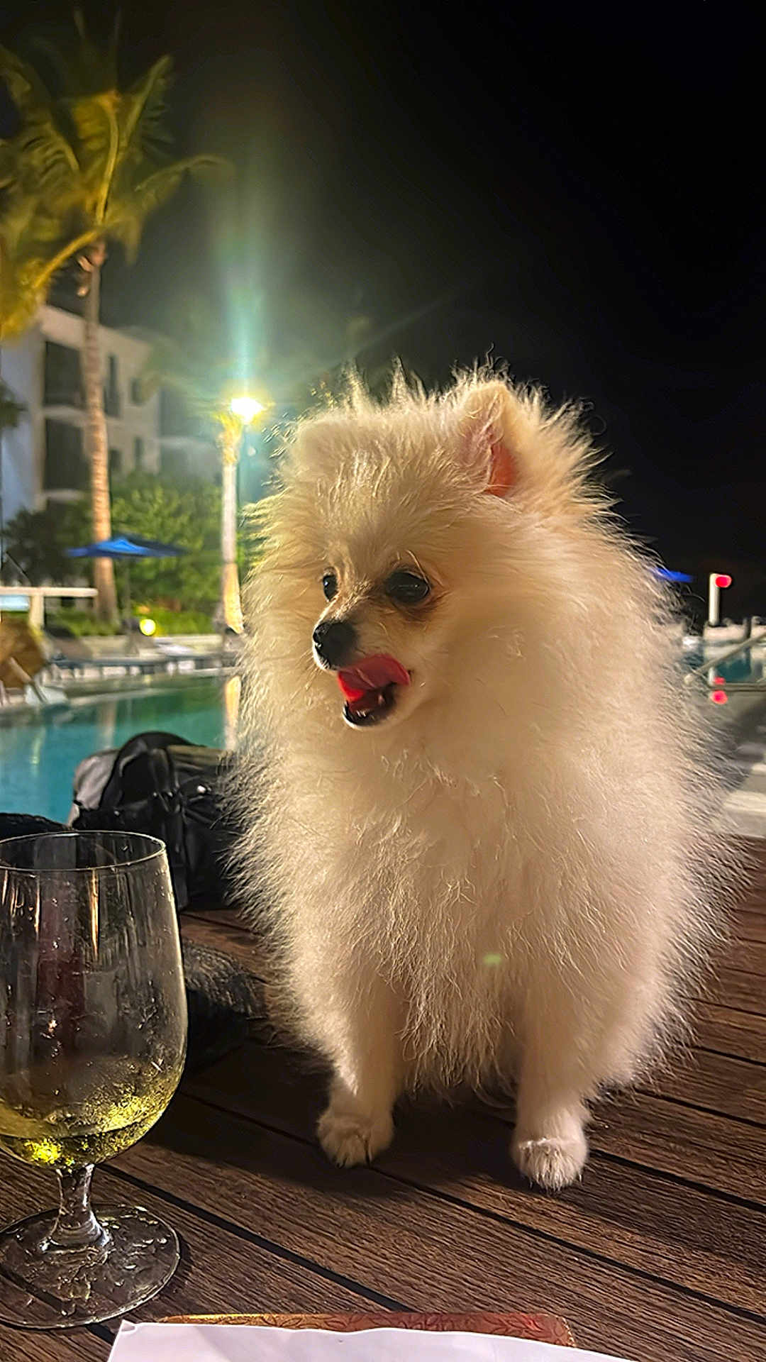 Leo is registered to the contest to win money with this photo: dog, pomeranian, fluffy, white_dog, table, glass, wine_glass, wooden_table, night, outdoor, pool, palm_tree, plant, light, animal, pet, tongue_out, cute, small_dog, leisure