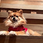 Sasha Marie joined the competition — help win amazing prizes! dog, fluffy, red_shirt, wooden_background, pet, small_dog, pomeranian, fur, relaxed, indoor, cute, animal, portrait, brown, furry, face, ears, paw, lying_down, companion