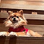 dog, fluffy, red_shirt, wooden_background, pet, small_dog, pomeranian, fur, relaxed, indoor, cute, animal, portrait, brown, furry, face, ears, paw, lying_down, companion