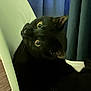 black_cat, cat, indoor, chair, curtains, wooden_floor, pet, feline, relaxed, wide_eyes, modern_furniture, animal, domestic, cute, whiskers, looking_up, cozy, seated, soft_lighting, curious