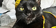 Chipy a rejoint le concours — aidez-le/la à gagner de superbes lots ! black_cat, cat, measuring_tape, yellow, eyes, bed, blanket, pillow, indoor, pet, animal, feline, whiskers, fur, resting, close_up, curious, playful, domestic_cat, cozy