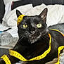 black_cat, cat, measuring_tape, yellow, eyes, bed, blanket, pillow, indoor, pet, animal, feline, whiskers, fur, resting, close_up, curious, playful, domestic_cat, cozy