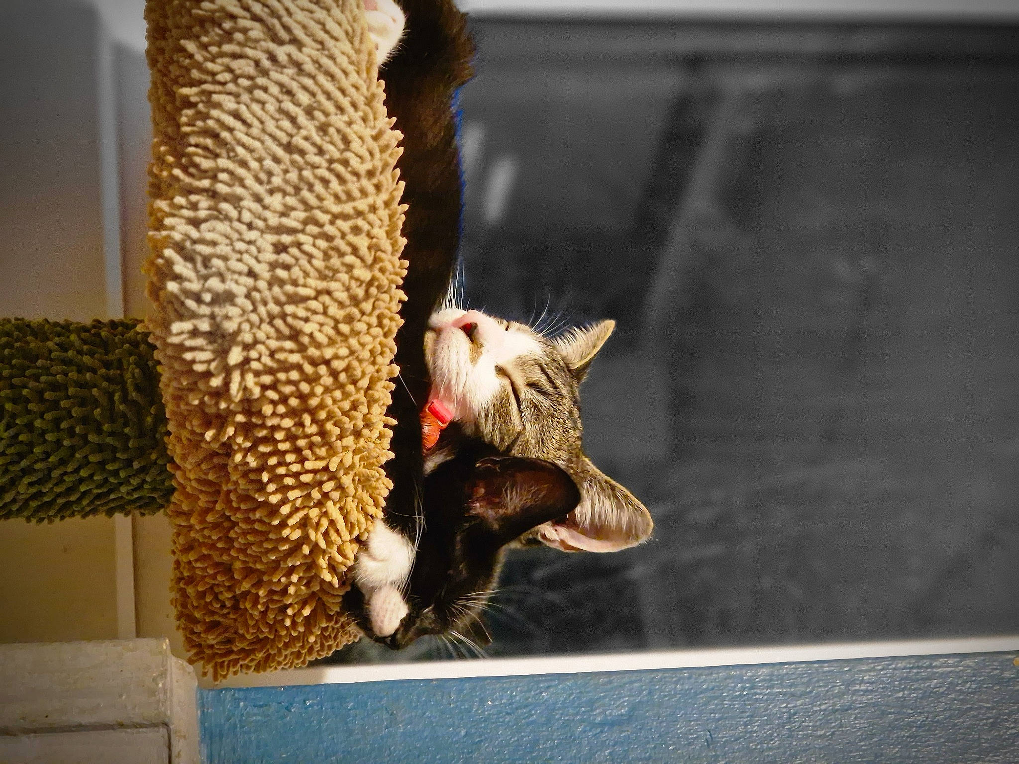 Bukayo is registered to the contest to win money with this photo: big_cats, canidae, carnivore, cat, cat_supply, claw, domestic_short_haired_cat, fawn, felidae, fur, paw, pet_supply, small_to_medium_sized_cats, snout, tail, terrestrial_animal, trunk, whiskers, window, wood