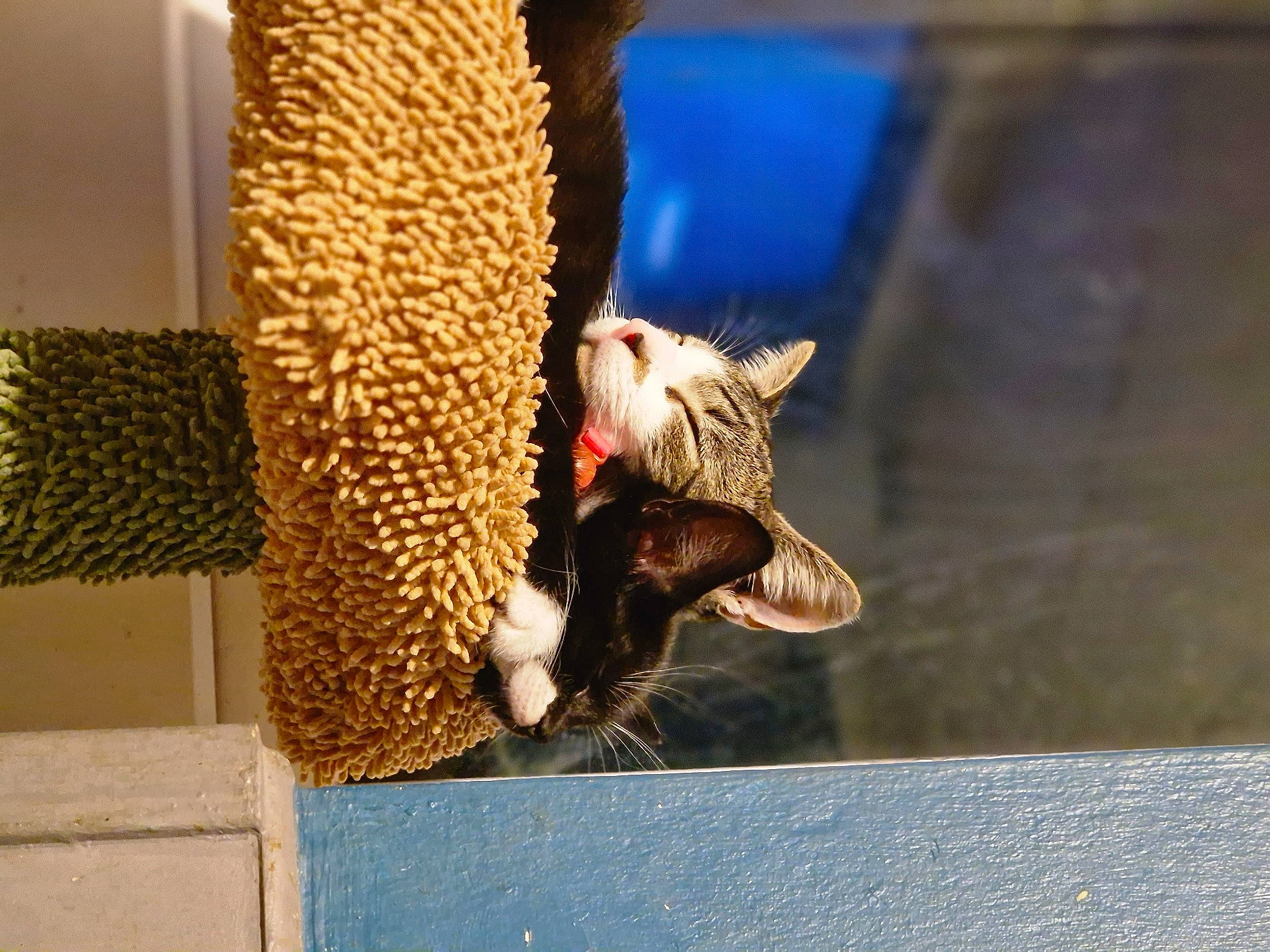 Bukayo joined the competition — help win amazing prizes! bird_supply, cage, carnivore, cat, claw, domestic_short_haired_cat, fawn, felidae, foot, fur, metal, pet_supply, small_to_medium_sized_cats, snout, tail, terrestrial_animal, whiskers, wildlife, window, wood